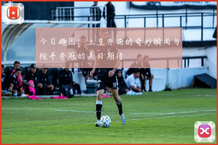 今日趣图：土豆开花的奇妙瞬间与枪手夺冠的美好期待